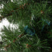 Black Forest Garland with C7(E12) Sockets Thumbnail | Village Lighting Company