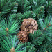 Black Forest Unlit Wreath Thumbnail | Village Lighting Company